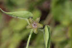 Trailing milkvine